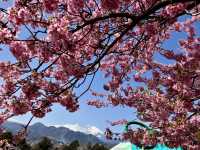西平畑公園