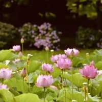 Kasumigaura Park: A Lakeside Oasis of Blooms & Serenity – A Solo Traveler’s Retreat"** 🌸🌊