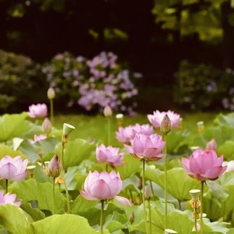 Kasumigaura Park: A Lakeside Oasis of Blooms & Serenity – A Solo Traveler’s Retreat"** 🌸🌊