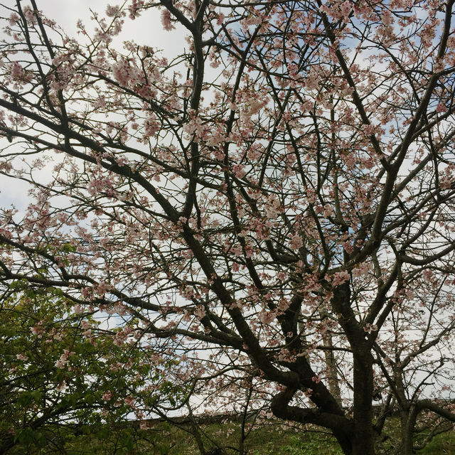 河津櫻
