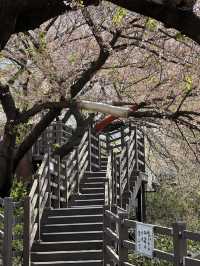 Deokcheon Cherry Blossom Road – อุโมงค์ซากุระ 🌸
