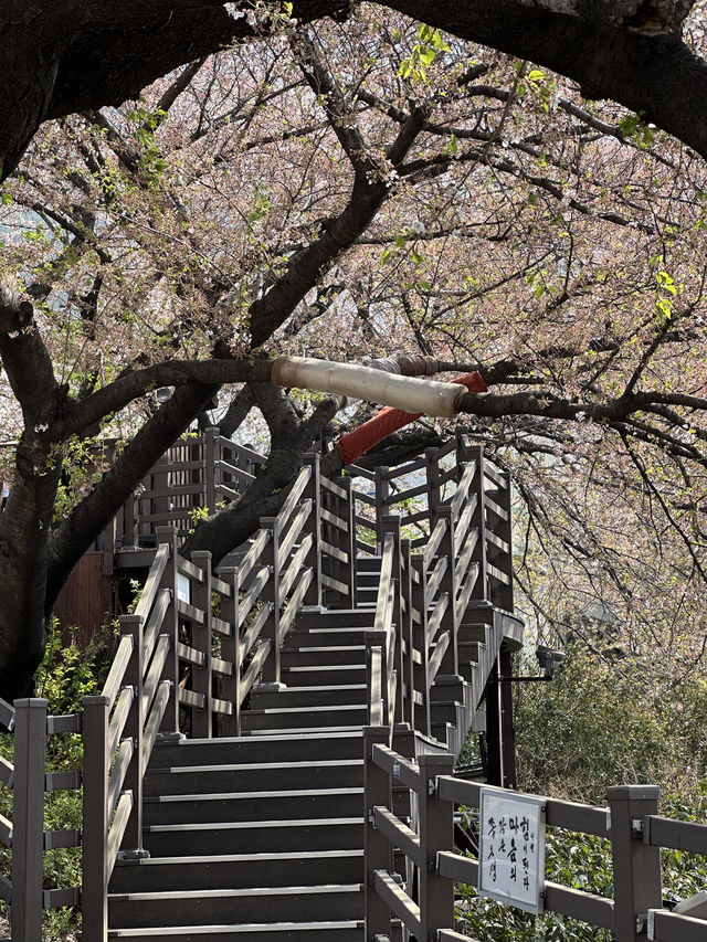 Deokcheon Cherry Blossom Road – อุโมงค์ซากุระ 🌸