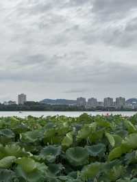 Xuanwu Lake: Nanjing’s 1,500-Year-Old Imperial Garden Where Lotus Blooms Meet City Skylines