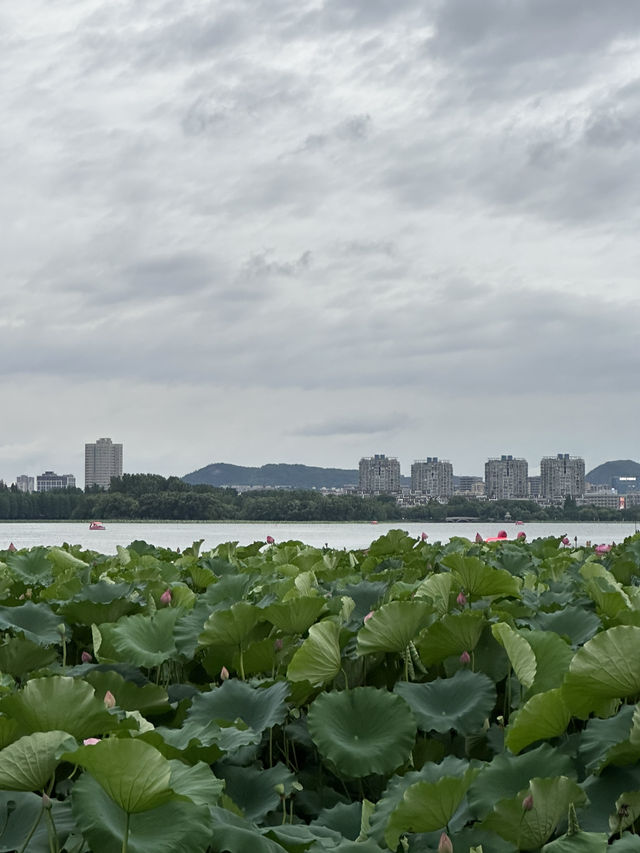 Xuanwu Lake: Nanjing’s 1,500-Year-Old Imperial Garden Where Lotus Blooms Meet City Skylines