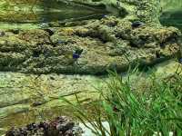 Meadow Magic Under the Sea!