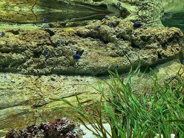Meadow Magic Under the Sea!