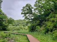 A Beautiful forest located near the Miura Peninsula in Kanagawa