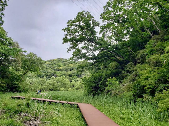 A Beautiful forest located near the Miura Peninsula in Kanagawa