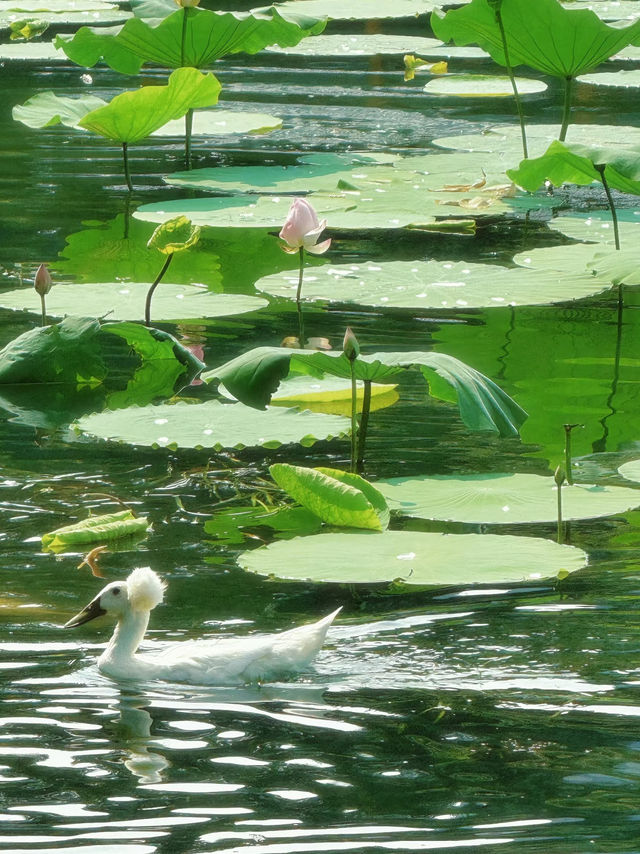 Summer Serenity at Xuanwu Lake | Nanjing’s Must-See Lotus Bloom
