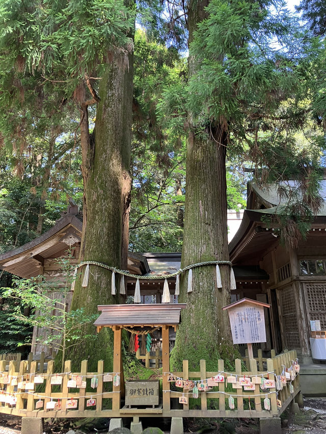 【宮崎・高千穂町】⛩️高千穂神社〜縁を結び心を結ぶ夫婦杉〜