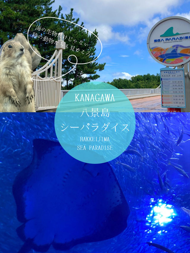 夏は涼やかな水族館へ🐬また行きたくなる水族館！