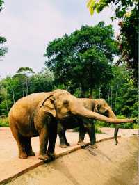 《越南🇻🇳富國島·VINPEARL SAFARI野生動物園》附地圖