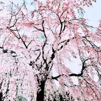 📸✨春の山下公園で横浜マリンタワーと桜、ホテルニューグランドと桜を一緒に撮影できる場所とコツ