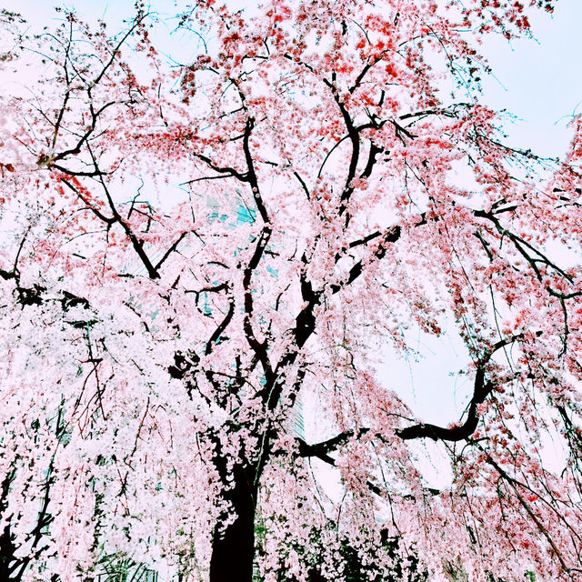 📸✨春の山下公園で横浜マリンタワーと桜、ホテルニューグランドと桜を一緒に撮影できる場所とコツ