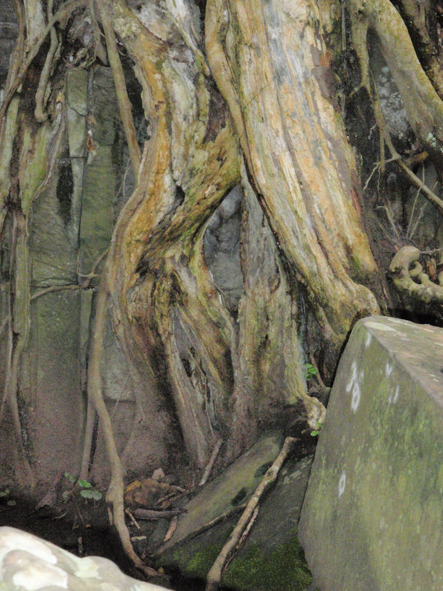 Ta Prohm, Cambodia: Where Roots Embrace Ruins