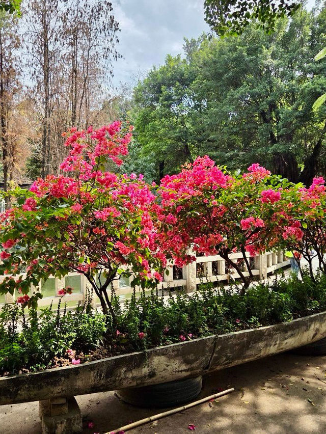 🌸칭후이 가든🌸 🌸칭후이 가든🌸