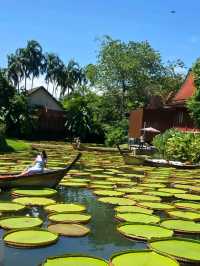 泰國布吉人氣航拍✨️ Café☕️ 絕美荷花池《Ma Doo Bua 》