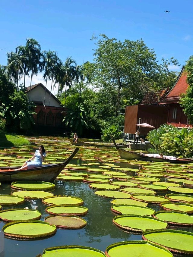 泰國布吉人氣航拍✨️ Café☕️ 絕美荷花池《Ma Doo Bua 》