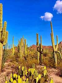 🌵 Saguaro National Park – Where Giants of the Desert Stand Tall