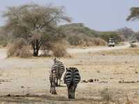 8 favourite captures in Tarangire National Park
