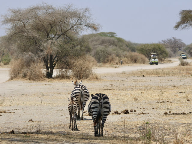 8 favourite captures in Tarangire National Park