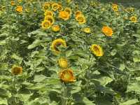 【兵庫】あわじ花さじき