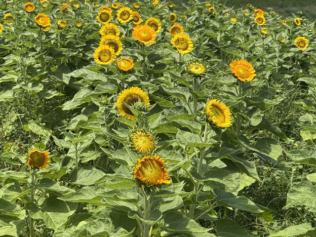 【兵庫】あわじ花さじき