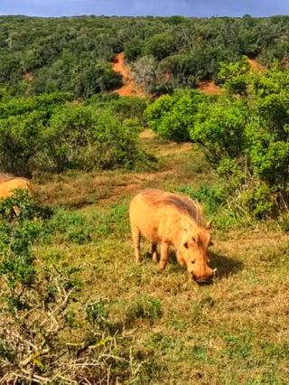 🐘 Addo Elephant National Park – Home of the Giants 🌿