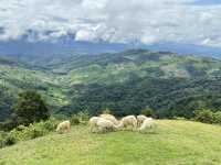 Akha FarmVille 🐑🎠⛰️