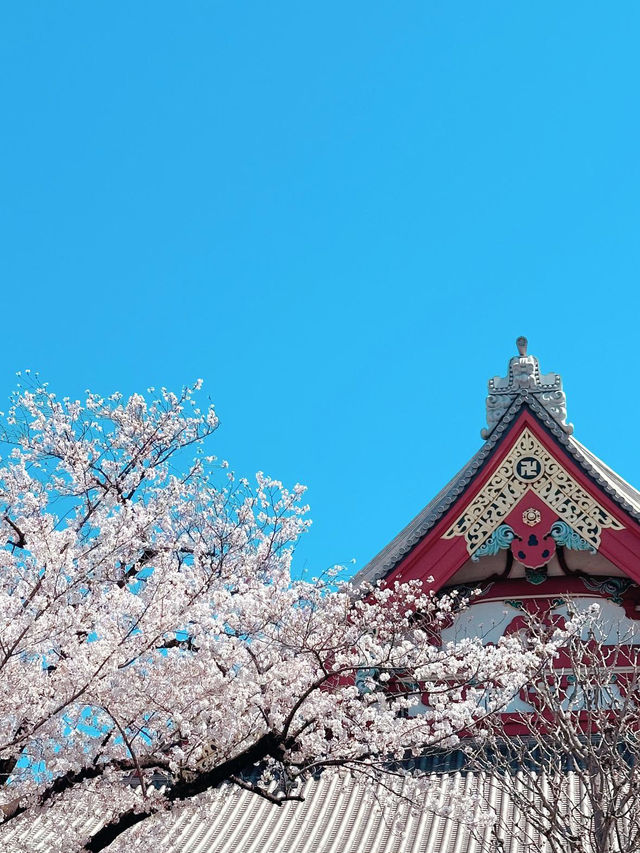 Tokyo Sakura Blossom Season Tokyo Sakura Blossom Season