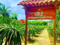 Sepang Itinerary | Dragon Fruit Farm & Beach Sunset Escape