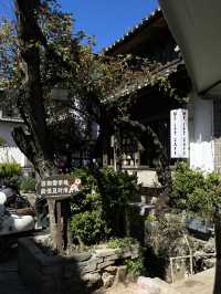 ME LET Café : Lijiang’s Hidden Specialty Coffee
