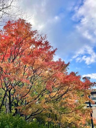 🍁 Tokushima Prefectural Museum of Modern Art — Outdoor Sculptures in Autumn Light