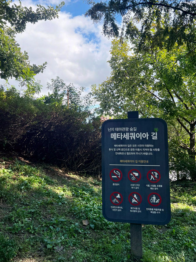 월드컵 공원과 메타세콰이어길🌳