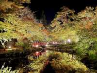 冬だけじゃない！秋の新潟もオススメ🎃🍁🍄