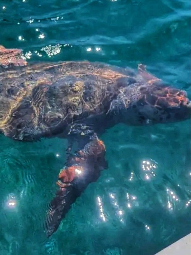 🏝️🌊 Silk Cayes – Belize’s Secluded Paradise 🏝️🌊 Silk Cayes – Belize’s Secluded Paradise