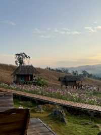 ไร่ภูผาหมวก : โฮมสเตย์เชียงใหม่กลางหุบเขาดอกไม้
