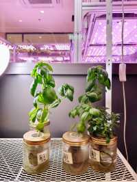 Farm-to-Table Freshness at Vegetory 🌱🥗