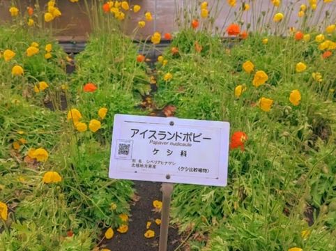 Discovering Nature’s Pharmacy at Tokyo Medicinal Plant Garden 🌿 Discovering Nature’s Pharmacy at Tokyo Medicinal Plant Garden 🌿