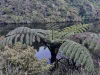 Zealandia Te Mara a Tane A Hidden Haven for Wildlife and Wonder