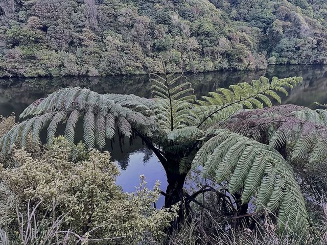 Zealandia Te Mara a Tane A Hidden Haven for Wildlife and Wonder Zealandia Te Mara a Tane A Hidden Haven for Wildlife and Wonder