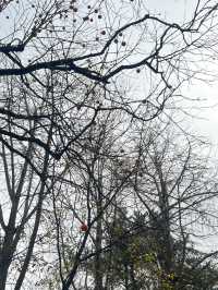 Fall for Korean Folk Village 🍂🎭