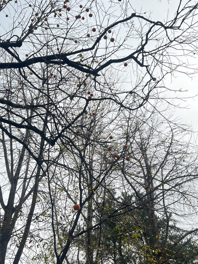 Fall for Korean Folk Village 🍂🎭