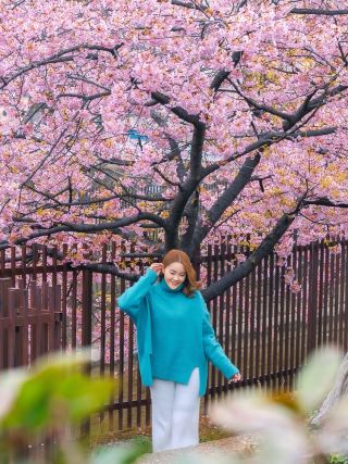 Update: Another stunning cherry blossom viewing spot in Kyoto.