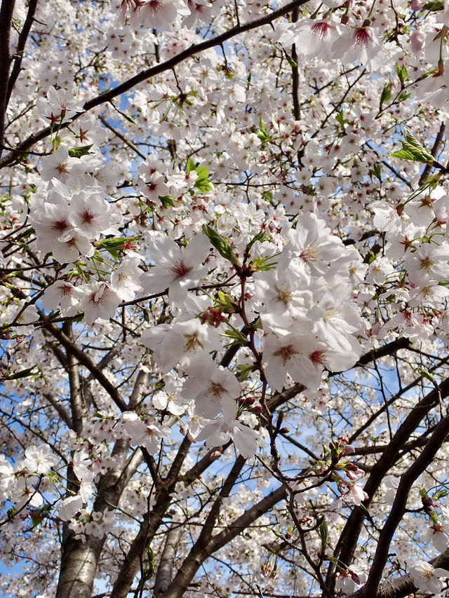 Mind Reset Moments at Gokokuji in Spring | Trip.com Tokyo