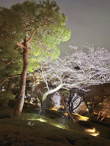 東京の夜空桜の静寂 八方園にて | Trip.com 東京