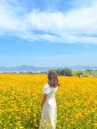 가파도 황화코스모스 명소인거 다 알아주세요🧡