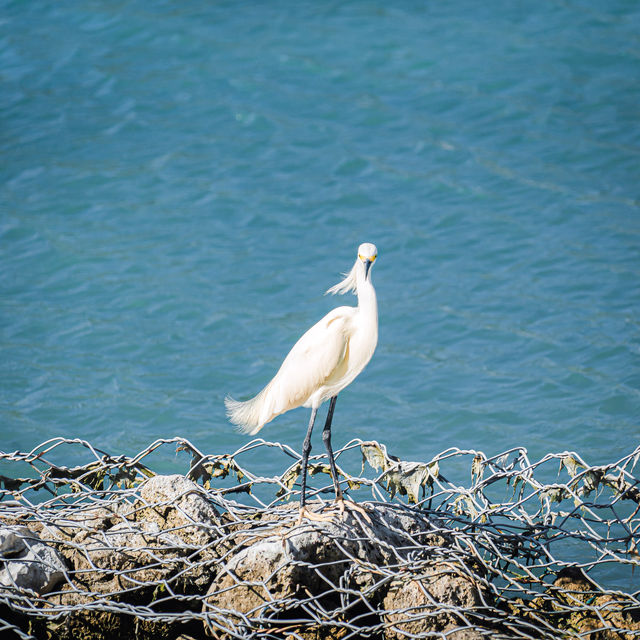 Birdwatching @ Dolphin Cove Ocho Rios