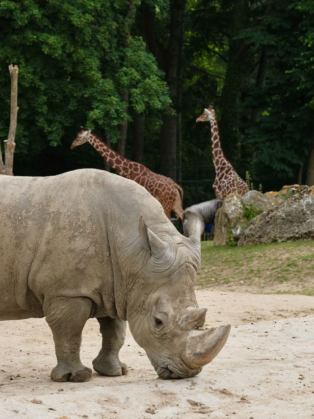 異國生靈的奇幻邂逅——法國博瓦勒動物園漫遊記