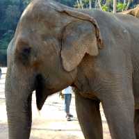 Elephant mud bath